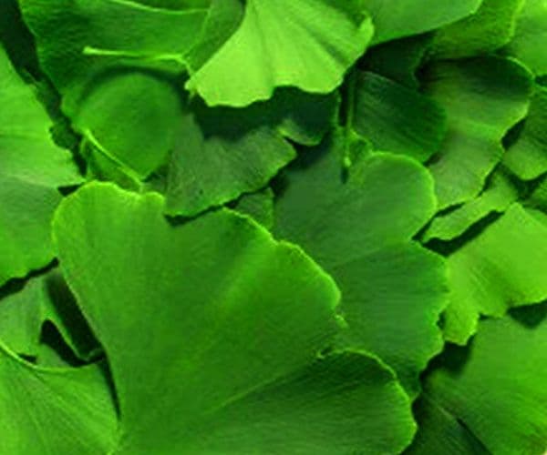 Ginkgo biloba : effets réels et limitations